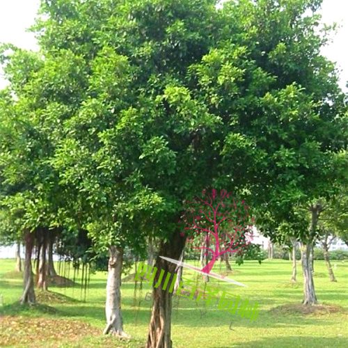 小葉榕