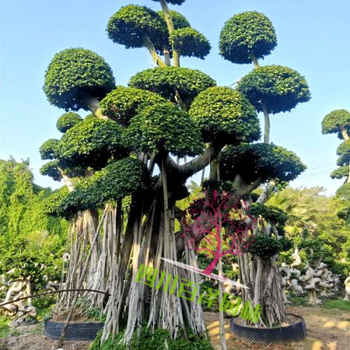 小葉榕
