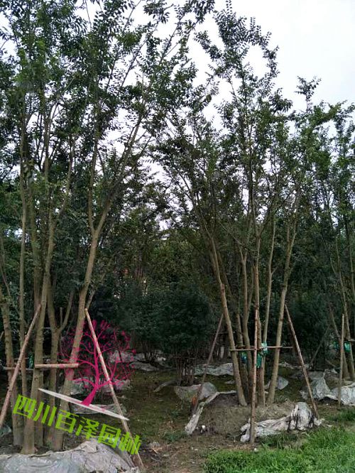 叢生樸樹