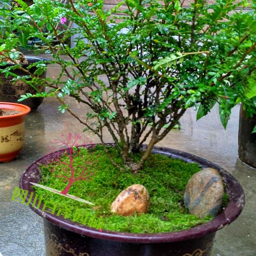 胡椒木價格