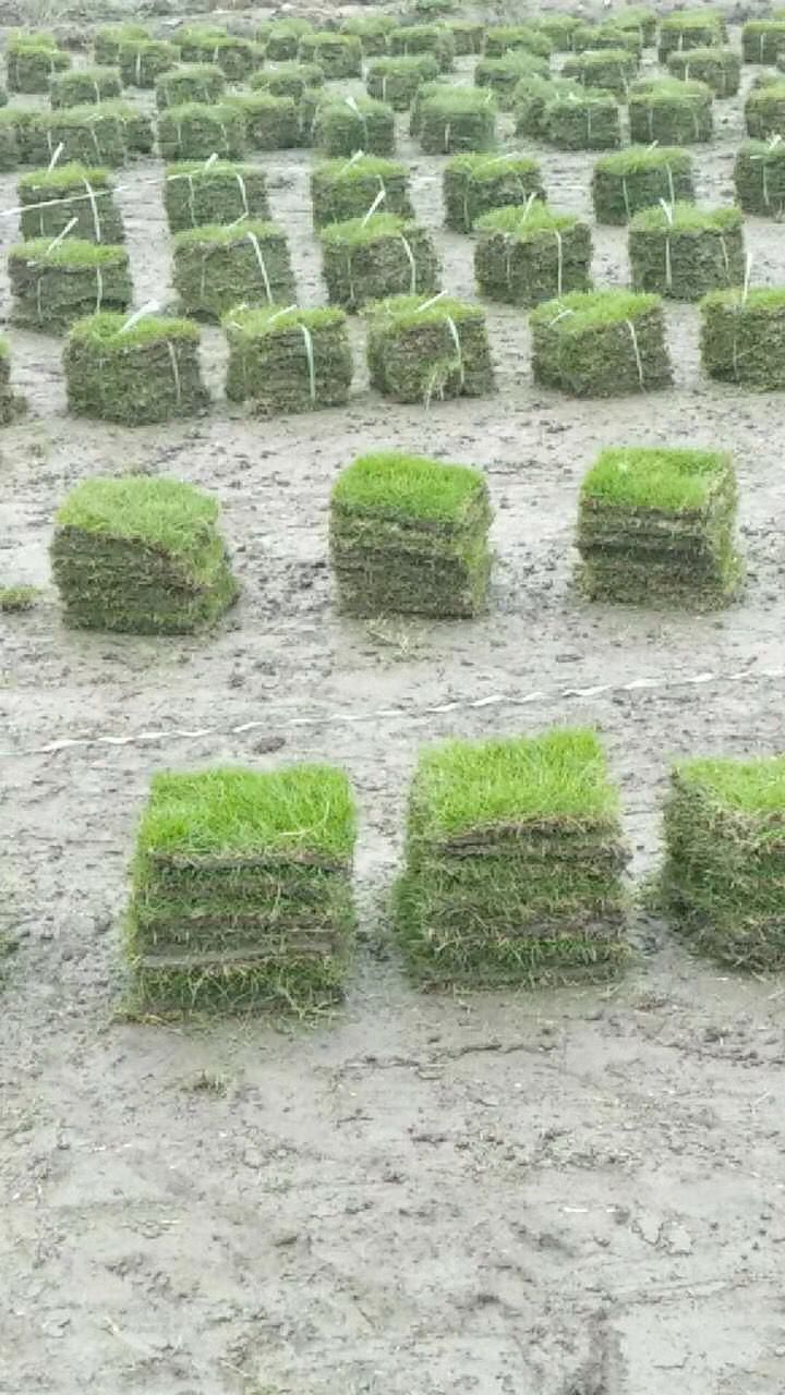 草坪圖片