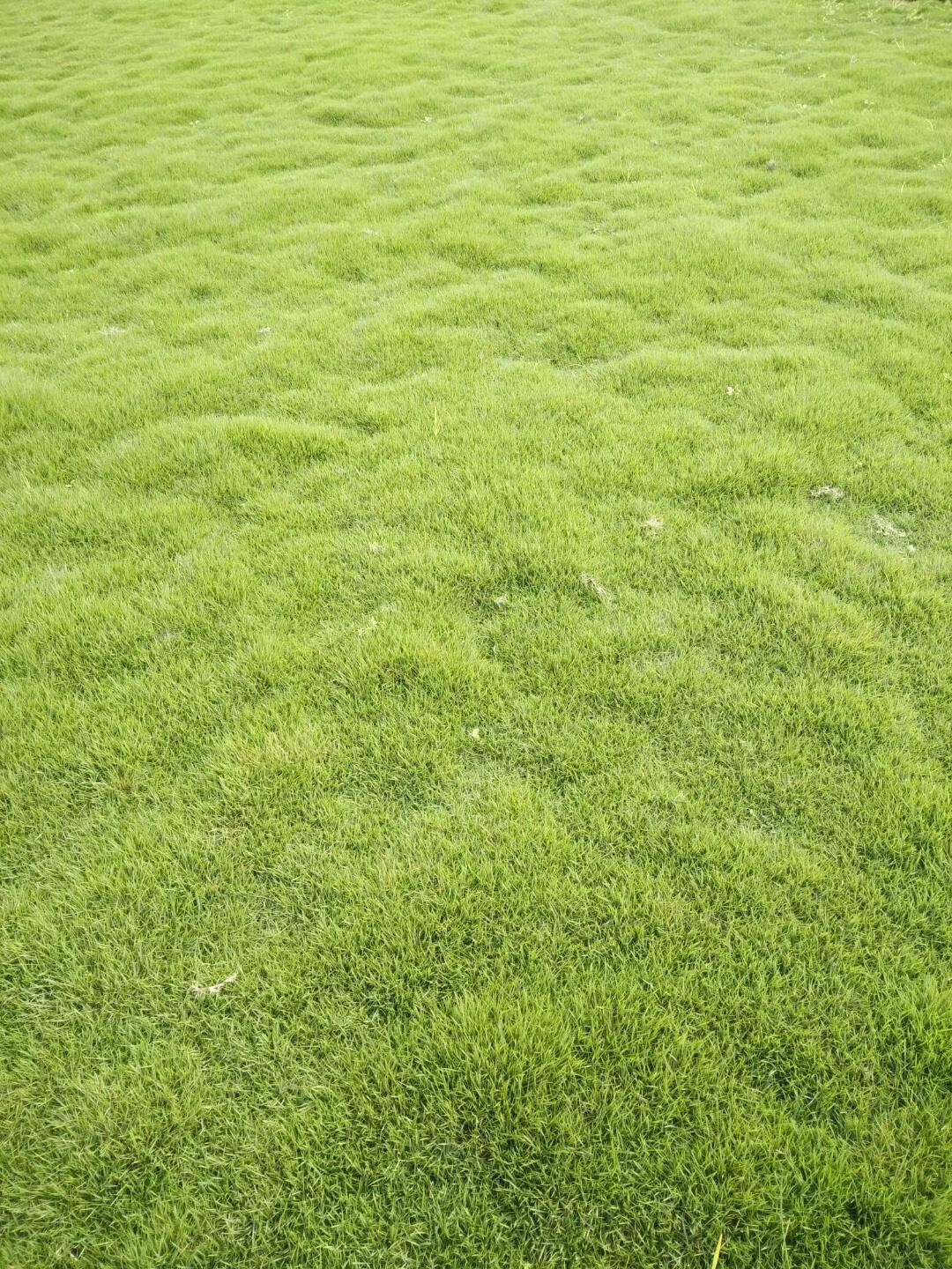 綠化草坪圖片