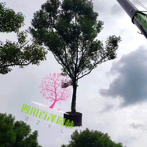 小葉香樟圖片