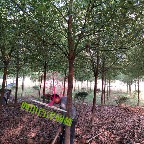 行道樹種植圖片