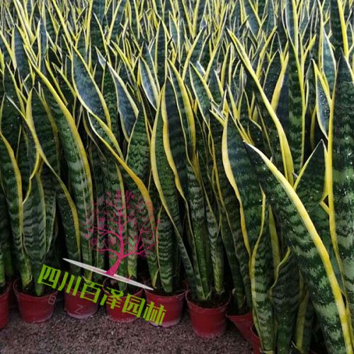 花境植物圖片