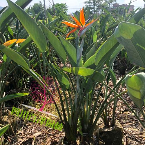 花境植物圖片