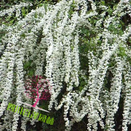 噴雪花圖片