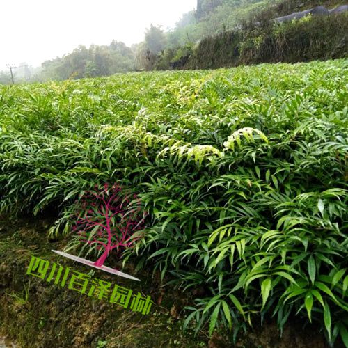 十大功勞