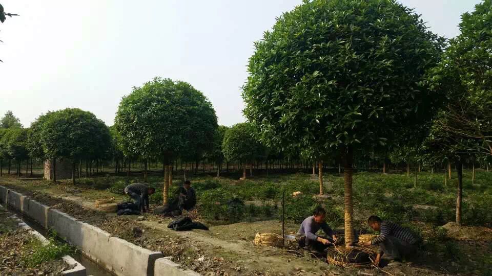重慶綠化苗木基地圖片