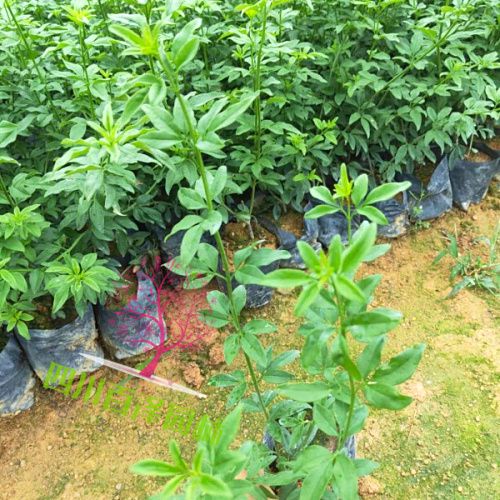 貴州苗木圖片