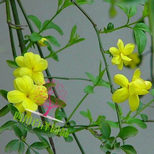 貴州苗木圖片