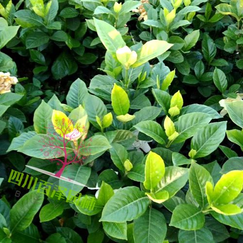 梔子花圖片