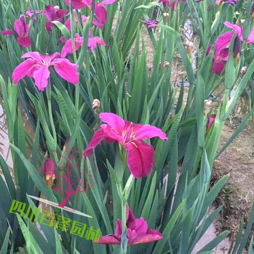 鳶尾花圖片