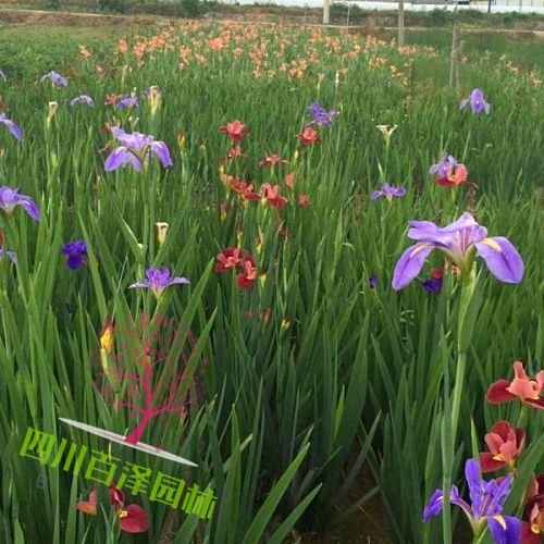 成都草花基地圖片