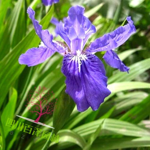 鳶尾花圖片