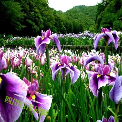 花壇打造圖片
