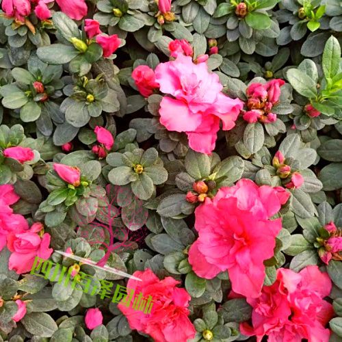 球根花卉高清圖片