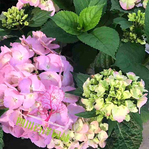 球根花卉開花圖片