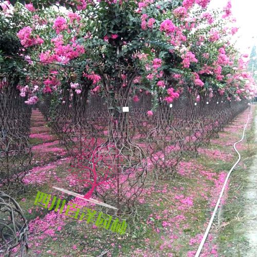 紫薇花瓶圖片
