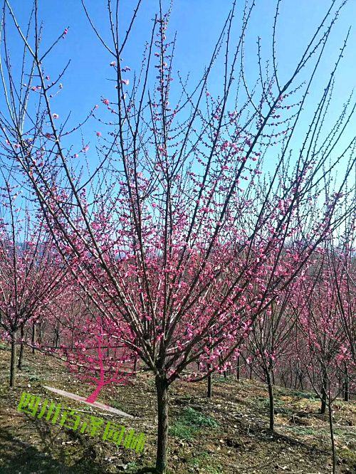 四川榆葉梅片