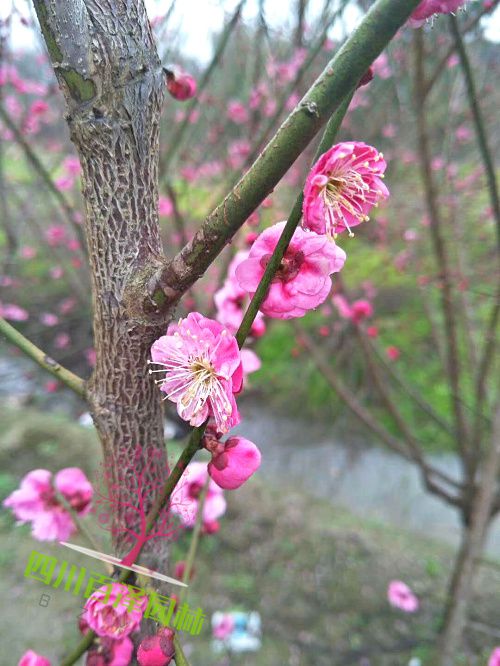 四川榆葉梅片
