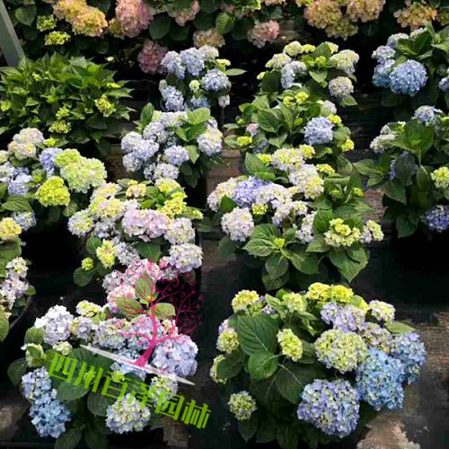 繡球花圖片
