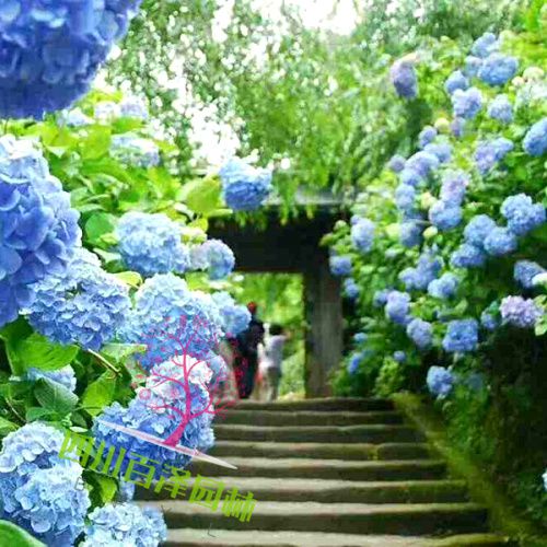 花草樹木圖片