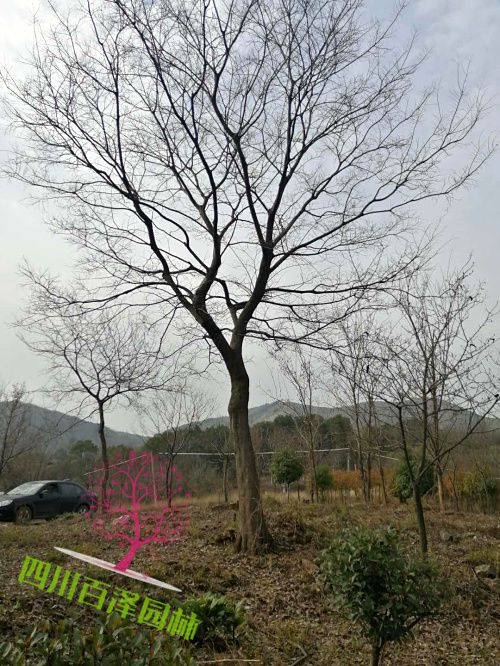 四川樸樹圖片