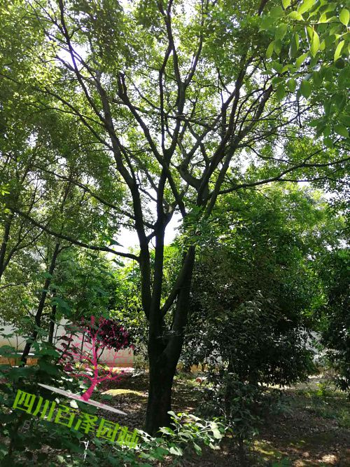 四川樸樹圖片