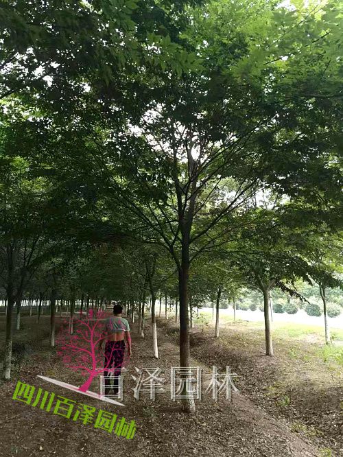 滇樸樹圖片