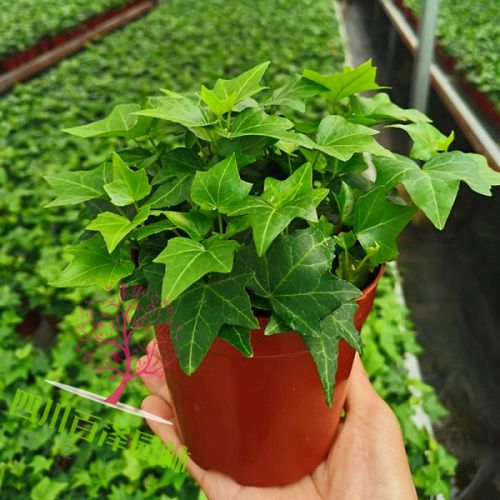 花草樹木圖片