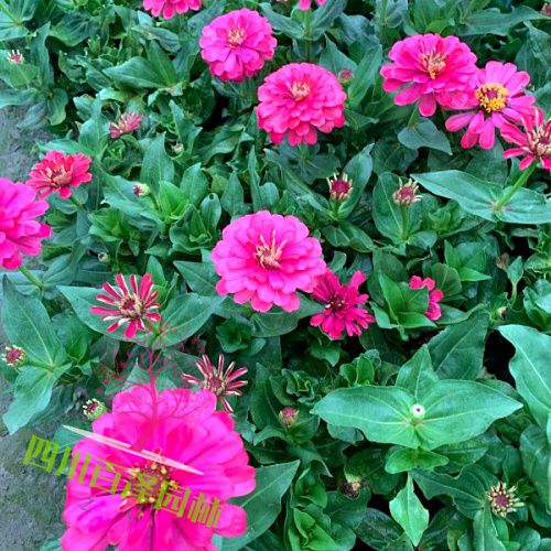 花園盆栽花卉圖片