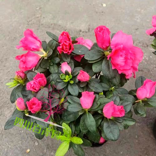 盆栽植物圖片