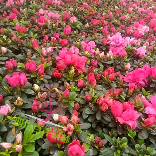 盆栽植物圖片