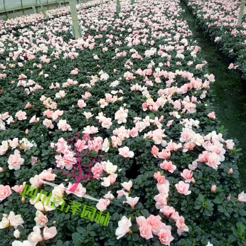 杜鵑花開花圖片