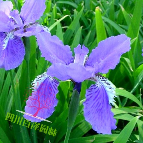 花灌類圖片