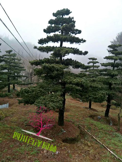風水羅漢松圖片