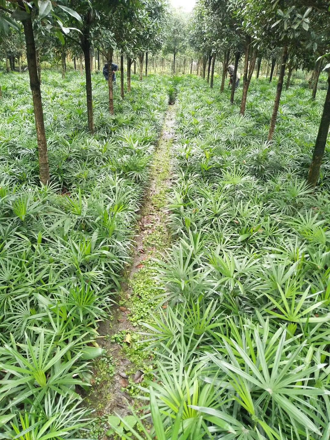 四川細葉棕竹圖片