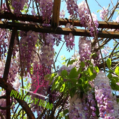 紫藤苗開花圖片