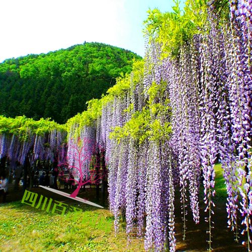 四川紫藤苗圖片