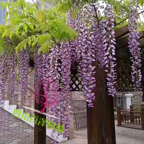 紫藤苗開花圖片