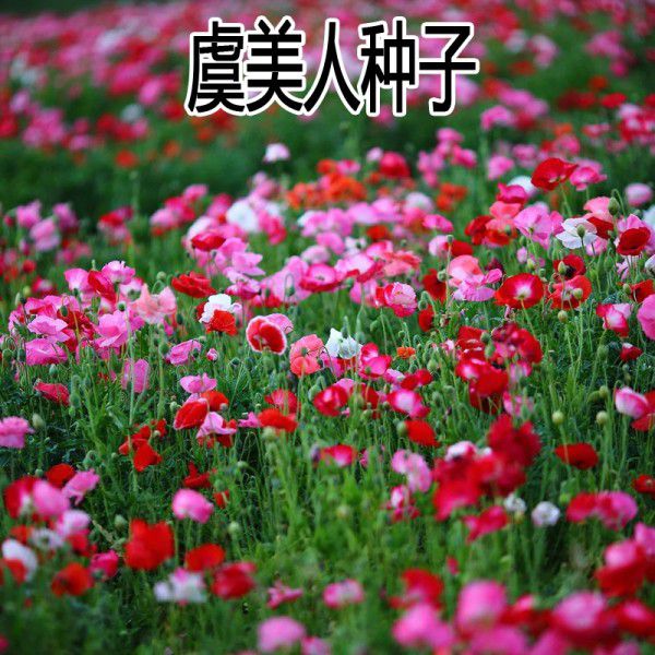 虞美人圖片
