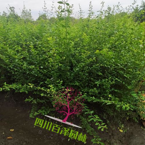 小葉女貞綠籬圖片