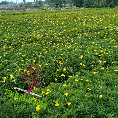 四川木春菊基地圖片