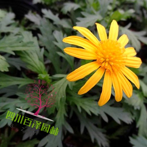 木春菊價格圖片