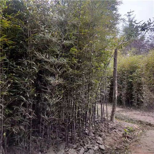剛竹