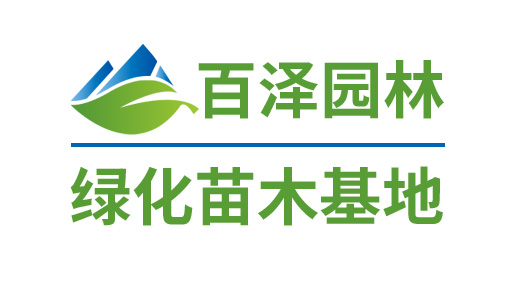 藍花楹
