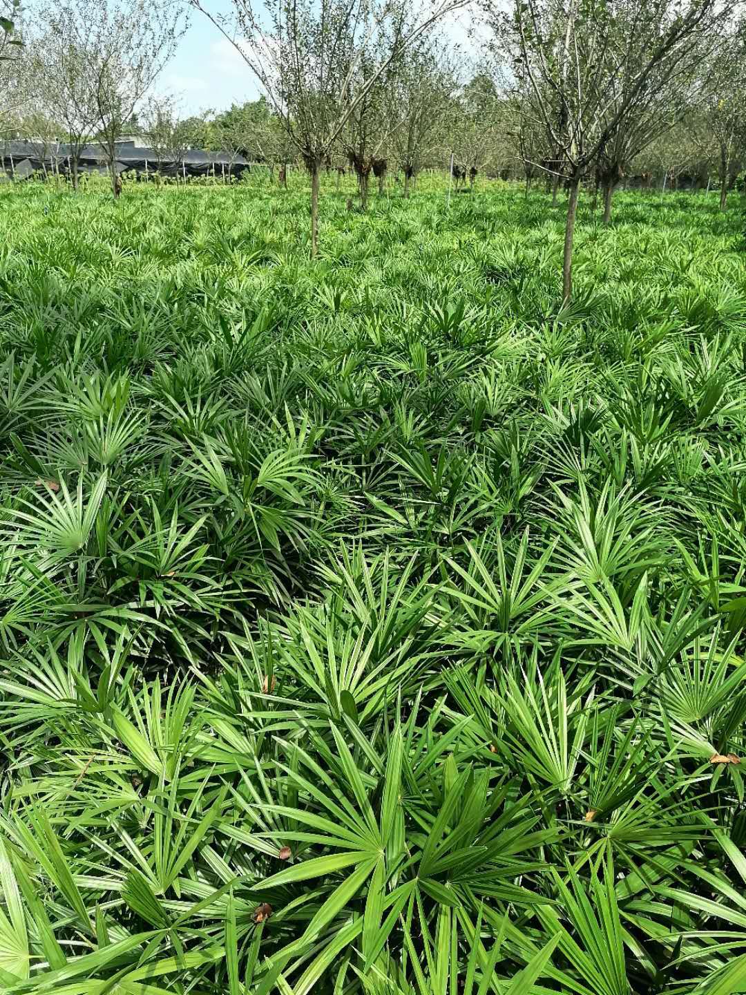 細葉棕竹