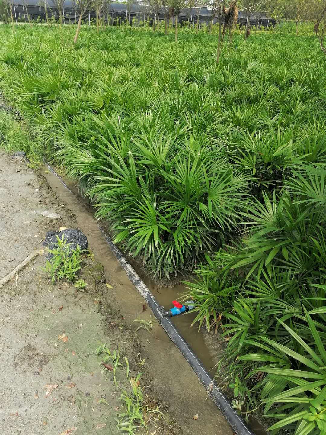 細葉棕竹