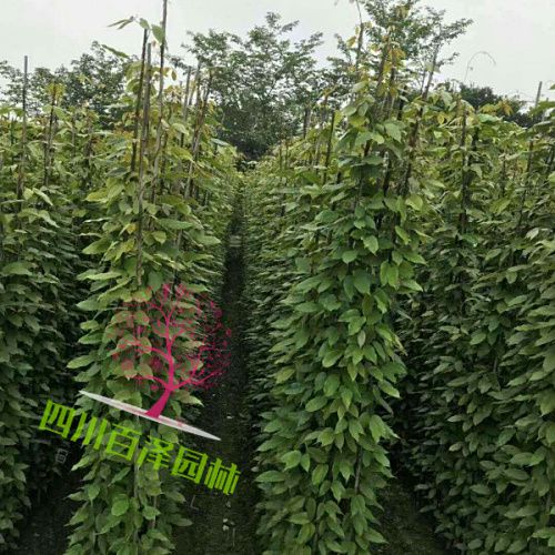 2米高油麻藤圖片